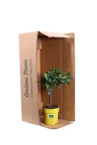 Bonsai Kumquat - Fortunella Margarita v12 egarden.store online