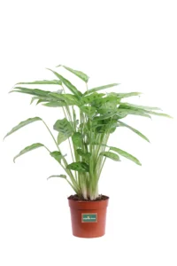 Calathea Leopardina v12 egarden.store online