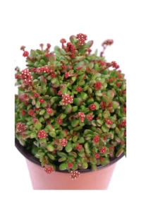 Crassula Pubescens v14 egarden.store online