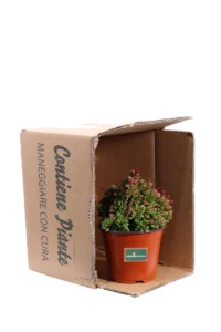Crassula Pubescens v14 egarden.store online