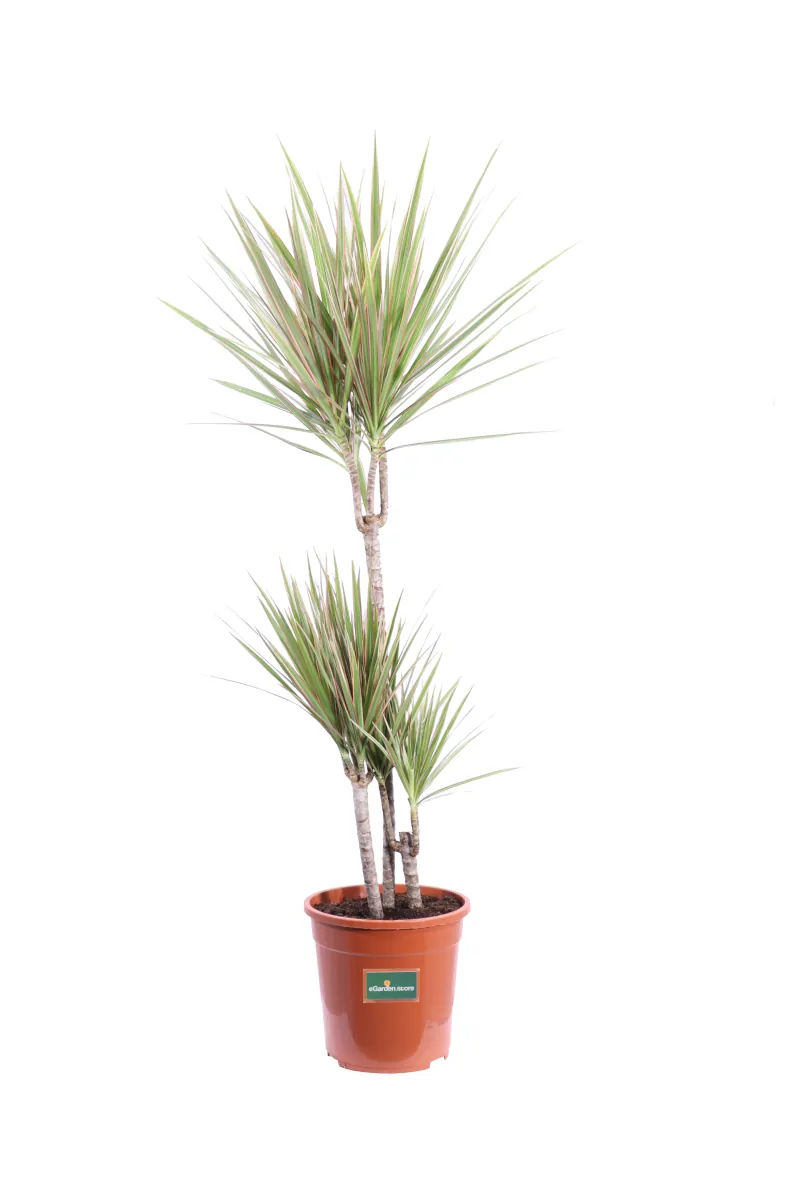 Dracena Marginata Bicolor v24 egarden.store online