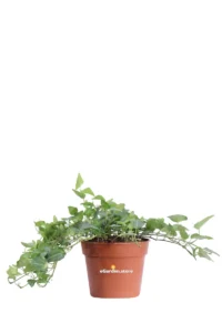 Edera - Hedera Helix Mein Herz v13 egarden.store 1 Edera - Hedera Helix Mein Herz v13 egarden.store online