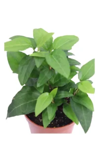 Edera - Hedera Helix Mein Herz v9 egarden.store 2 Edera - Hedera Helix Mein Herz v9 egarden.store online