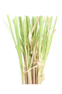 Erba Della Pampas - Cortaderia Selloana Rendatleri v19 egarden.store online