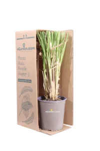 Erba Della Pampas - Cortaderia Selloana Rendatleri v19 egarden.store online