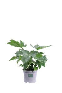 Fatsia Japonica v12 egarden.store online