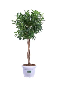 Ficus Moclame v24 egarden.store 1 Ficus Moclame v24 egarden.store online