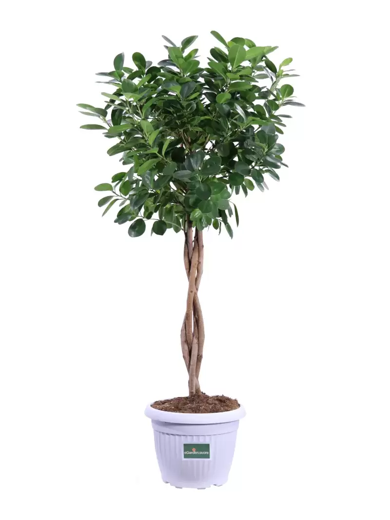 Ficus Moclame v24 egarden.store online