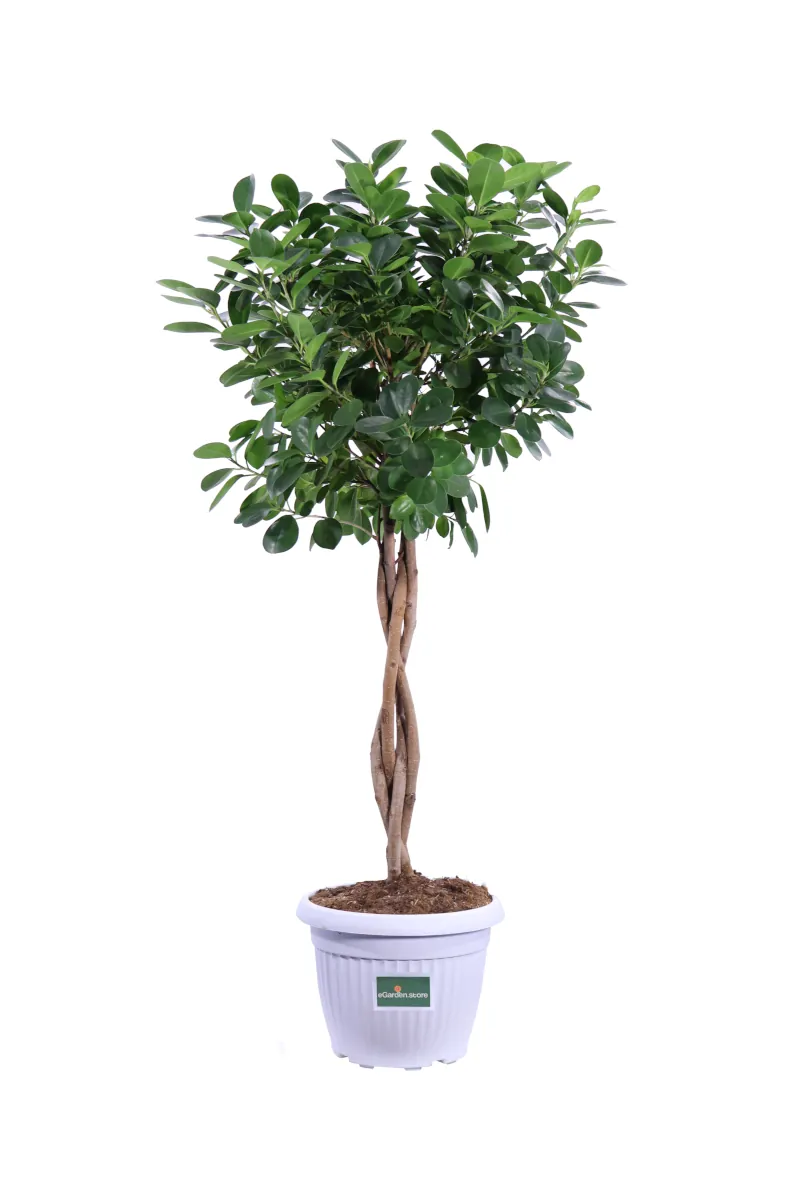 Ficus Moclame v24 egarden.store online