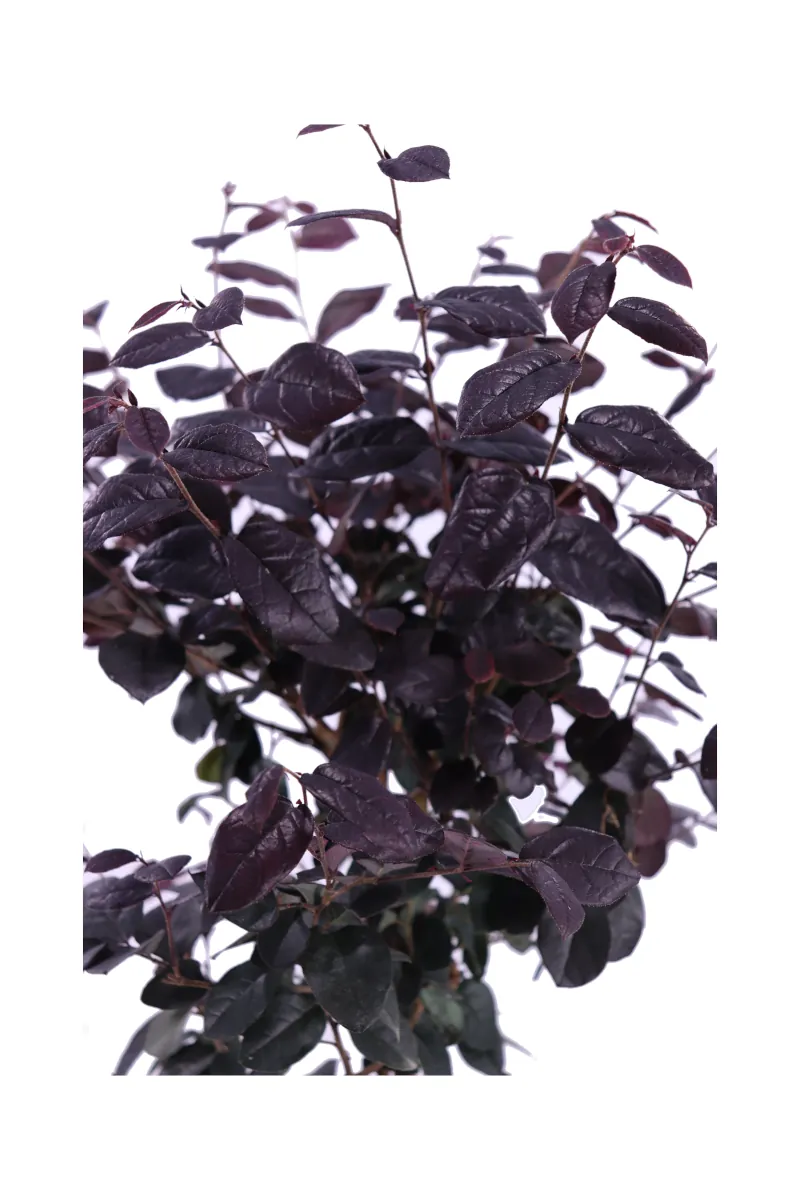 Loropetalum Chinense Fede Alberello v21 egarden.store online