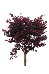 Loropetalum Chinense Fede Alberello