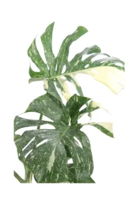 Monstera Thai Constellation v21 egarden.store online+