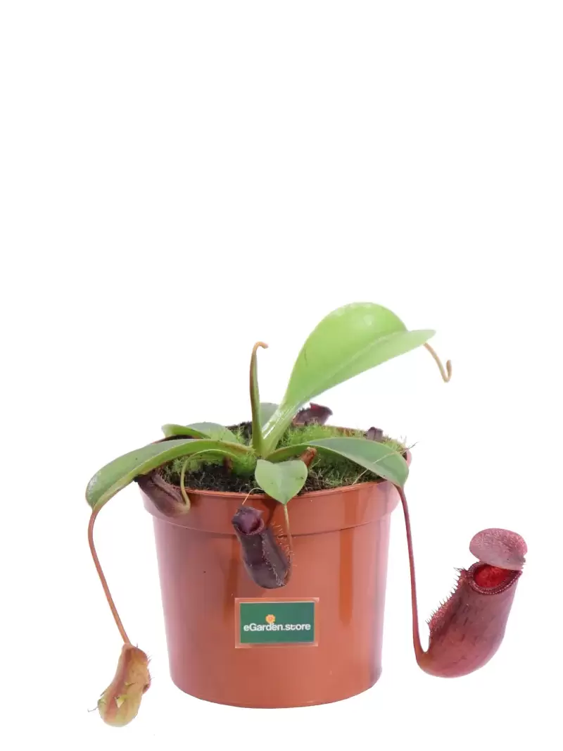 Nepenthes Ventricosa v8 egarden.store online