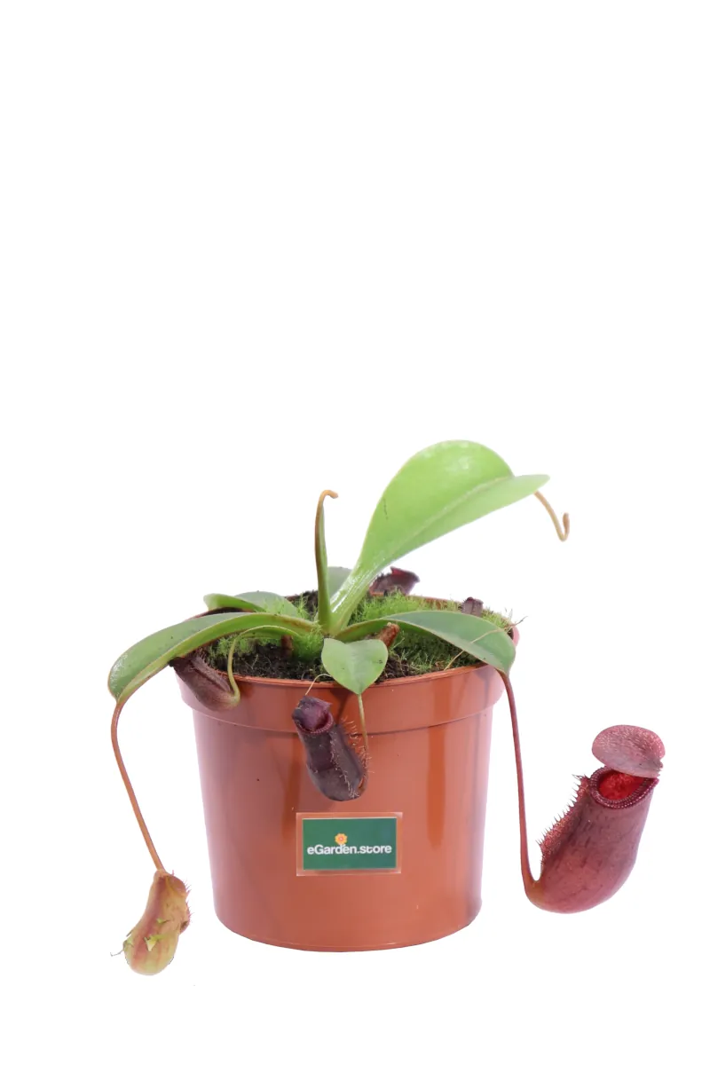Nepenthes Ventricosa v8 egarden.store online