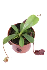 Nepenthes Ventricosa v8 egarden.store online