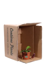 Nepenthes Ventricosa v8 egarden.store online