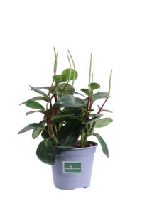 Peperomia Clusiifolia Red Margin v14 egarden.store online