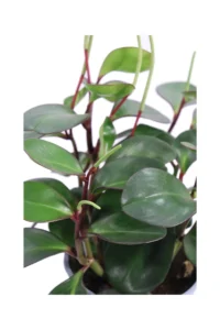 Peperomia Clusiifolia Red Margin v14 egarden.store online