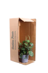 Peperomia Clusiifolia Red Margin v14 egarden.store online