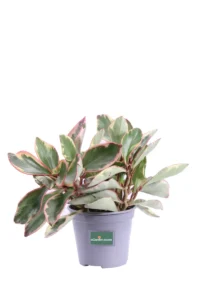 Peperomia Ginny v14 egarden.store online