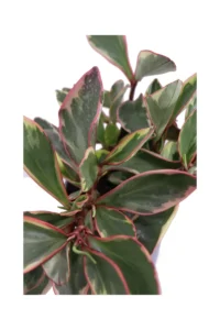 Peperomia Ginny v14 egarden.store online
