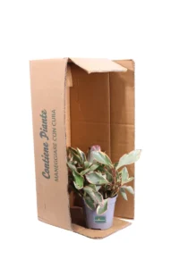 Peperomia Ginny v14 egarden.store online