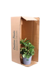 Peperomia Obtusifolia Golden Gate v14 egarden.store online