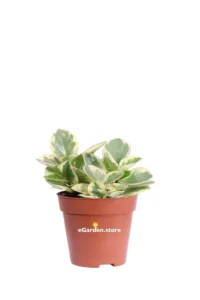 Peperomia Obtusifolia Obtipan Bicolor