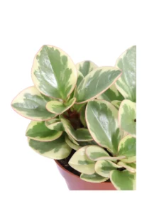 Peperomia Obtusifolia Obtipan Bicolor v12 egarden.store online