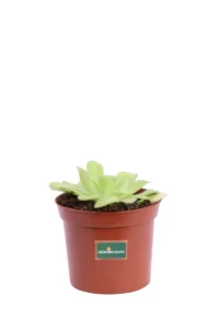 Pinguicula Agnata v8 egarden.store online
