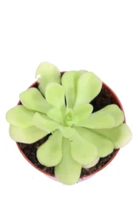 Pinguicula Agnata v8 egarden.store online