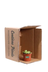 Pinguicula Agnata v8 egarden.store online