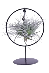 Tillandsia Albida Round egarden.store online