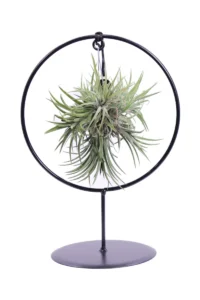 Tillandsia Ionantha Round
