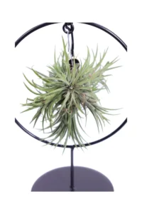 Tillandsia Ionantha Round egarden.store online