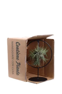 Tillandsia Ionantha Round egarden.store online