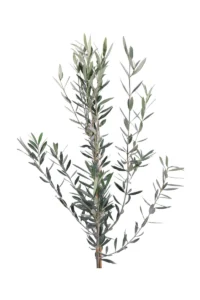 Ulivo Leucocarpa v20 egarden.store 2 Ulivo Leucocarpa v20 egarden.store online