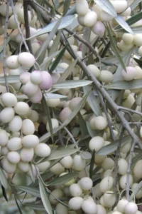 Ulivo - Leucocarpa v20 egarden.store_ Ulivo - Leucocarpa v20 egarden.store online