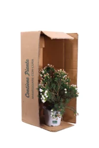 Wax Flower Bianco - Chamelaucium Uncinatum v14 egarden.store online