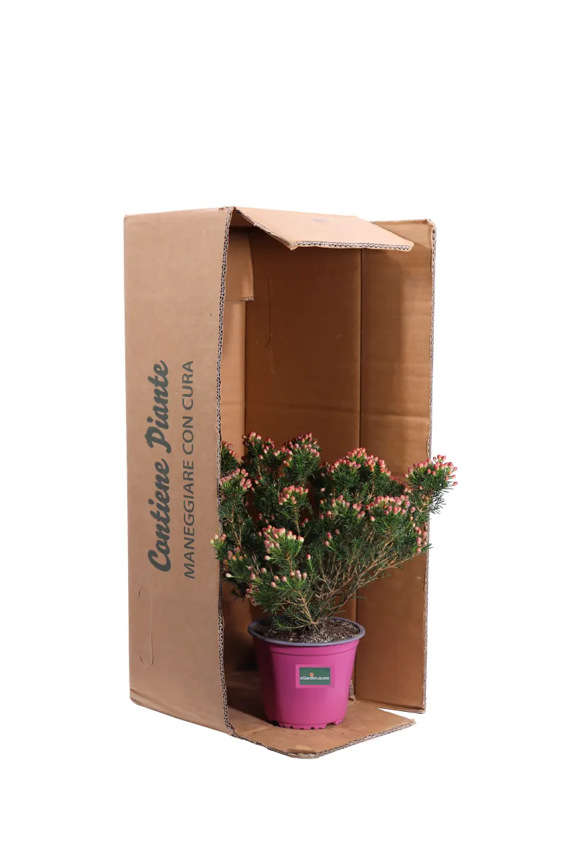Wax Flower - Chamelaucium Sarah’s Delight v14 egarden.store online