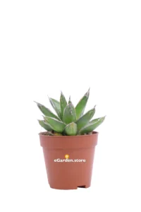 Agave Regina Vittoria v.5 egarden.store online