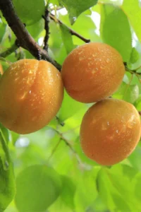 Albicocco Baracca v20 egarden.store online