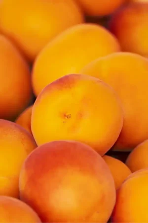 Albicocco Orange Rubis v20 egarden.store online