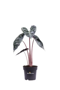 Alocasia Pink Dragon v14 egarden.store online