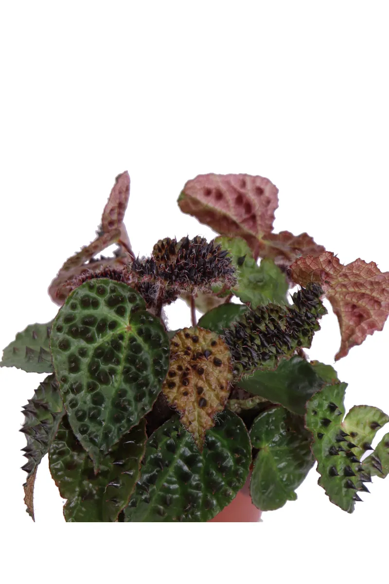 Begonia Ferox v12 egarden.store online