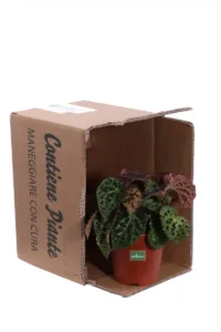 Begonia Ferox v12 egarden.store 3 Begonia Ferox