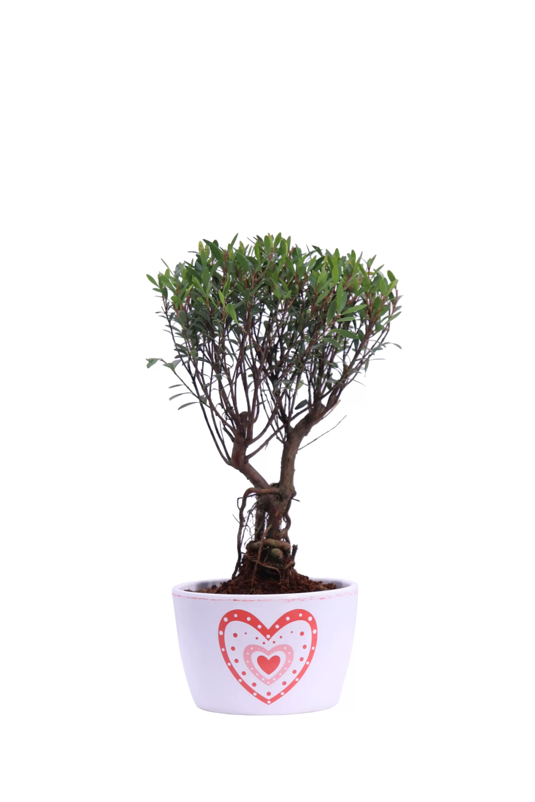 Bonsai Syzygium Heart Bianco v9 egarden.store online