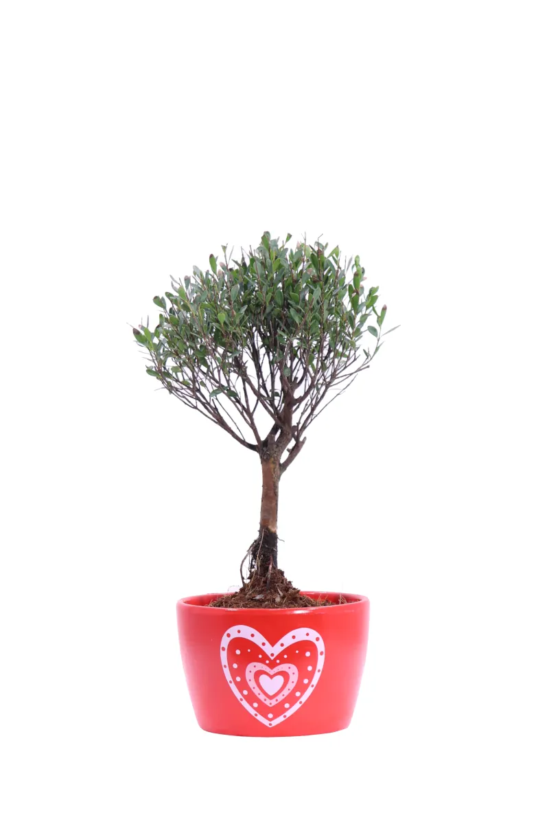 Bonsai Syzygium Heart Rosso v9 egarden.store online