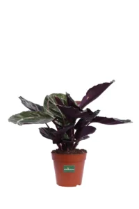 Calathea Roseopicta Dottie v12 egarden.store 1 Calathea Roseopicta Dottie v12 egarden.store online