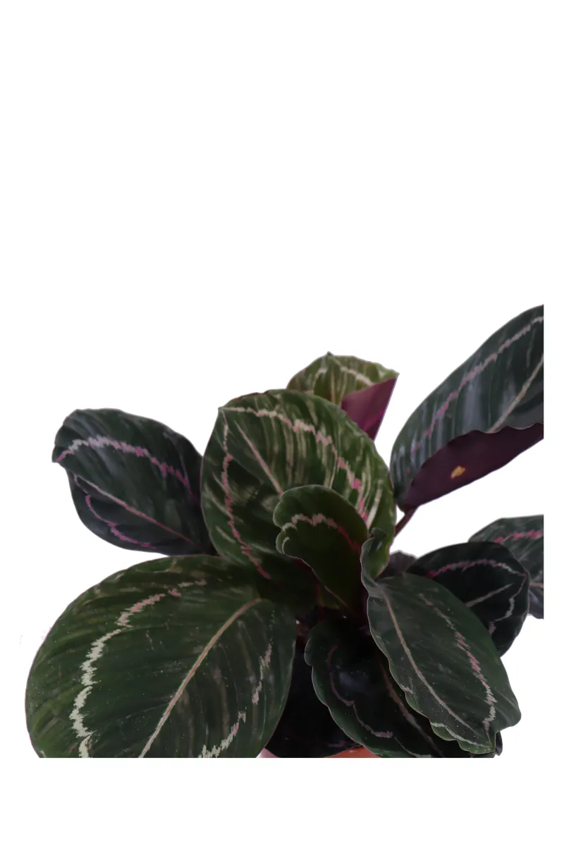 Calathea Roseopicta Dottie v12 egarden.store 2 Calathea Roseopicta Dottie v12 egarden.store online